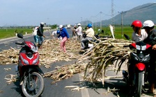 'Thu hoạch' mía giữa lộ