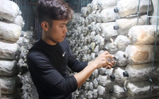 Bén duyên với nấm sò