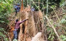 Lâm tặc hoành hành, quản lý rừng ở đâu?