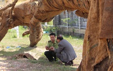 Bao nhiêu cây 'khủng' lọt trạm?