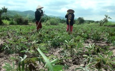 Mía rớt giá, sắn 'lên ngôi'