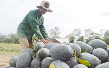 Thương lái Trung Quốc ngừng mua, dưa hấu lại nằm chờ 'giải cứu'