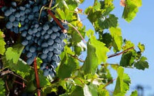 Quả nho và quả mọng giúp tăng cường sức khỏe phổi