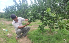 Bí quyết làm giàu: Trồng cam Vinh trên phố núi