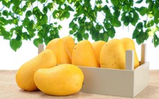 Tin vui cho những người thích ăn xoài