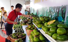 Đắk Nông phát triển bền vững cây bơ