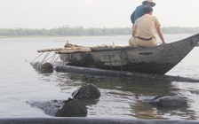 Tuồn gỗ xuống sông để phi tang