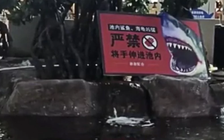 Cá mập nuôi tấn công bé gái ở Trung Quốc