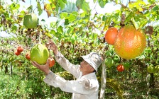 Tỉ phú nông dân... đa canh