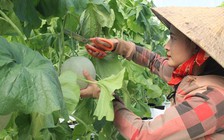 Cô gái làm giàu từ trồng dưa lưới