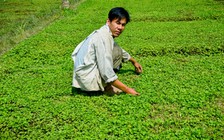 Khấm khá nhờ trồng rau má