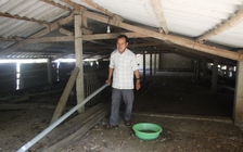 Chủ trại vịt Quảng Trị sạt nghiệp vì quyết định 'lạ' của chính quyền xã