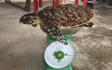 Thả đồi mồi về biển