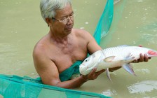 Bí quyết làm giàu: Nhân giống cá bống tượng kết hợp nuôi cá hô