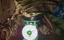 Xử lý vụ rao bán sâm Ngọc Linh giả