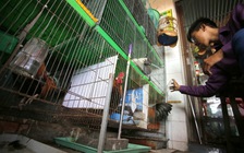 Bán con gà, quả trứng cũng vào diện quan sát