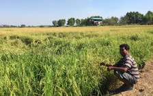 Giới chức Thái Lan 'khó chịu' vì nông dân ưa chuộng lúa thơm Việt Nam