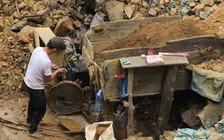 Đào vàng vẫn lỗ