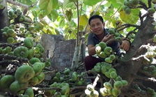 Bán nhà vì mê quả vả