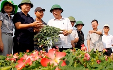 Quảng Trị trồng thử nghiệm sâm Bố Chính