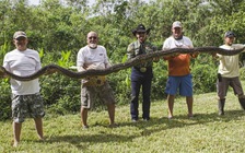 Bắt được trăn dài 5 m ở Florida