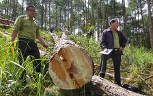 Lập chuyên án điều tra các băng nhóm phá rừng