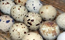 Vô số lợi ích sức khỏe tuyệt vời từ trứng cút