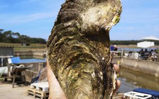 Con hàu khổng lồ ở Pháp