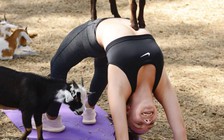 Tập yoga với dê