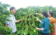 Bí quyết làm giàu: Thành triệu phú từ cây cà phê ghép