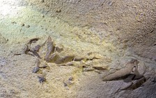 Hóa thạch cá mập 330 triệu năm