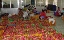 Tiền Giang giải cứu thanh long