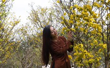 Huế sẽ có đường hoa mai trước đại nội