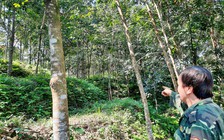 Nước mắt 'vàng trắng' Bắc Trà My