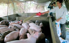 Kiên Giang công bố hết dịch tả lợn châu Phi