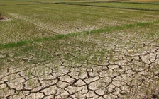 Khát khô trong đỉnh nắng hạn