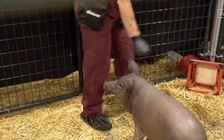 Tham vọng kết nối não người với máy tính