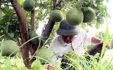 Làm giàu trên cao nguyên