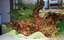 Quảng Nam thử nghiệm mô hình trồng sâm Ngọc Linh nuôi cấy mô