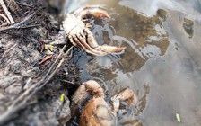 Cua nuôi chết trên diện rộng tại Cà Mau do ký sinh trùng