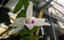 Giao dịch lan đột biến: Chỉ là thổi giá, giá ảo