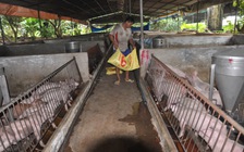 Giá cả nhiều mặt hàng thiết yếu tăng