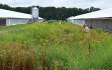 Hội nuôi gà ở Mỹ hỗ trợ nông dân gốc Việt