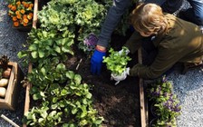 Khỏe cuối tuần: Làm vườn, trồng cây giúp giảm cảm giác cô đơn