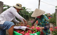 Thanh long Việt tìm cách giảm phụ thuộc Trung Quốc