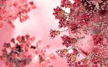 Một triệu chứng đáng ngạc nhiên khi nhiễm biến thể Omicron