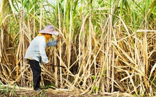 'Các nhà máy đường không chia sẻ lợi ích với nông dân'