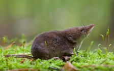 Thêm thông tin về vi rút mới ở Trung Quốc