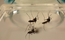 Mỹ phát hiện ca tử vong do vi rút Zika đầu tiên