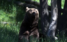 Cảnh sát nổ súng đuổi gấu, bảo vệ sản phụ sinh trong rừng ở Siberia